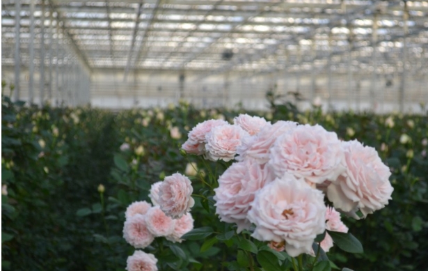 從絲路玫瑰到微米銅箔:蘭州新區“開放引擎”全速運轉